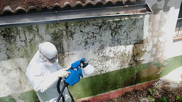 Top rated local Mold Removal specialists in Winchester, TN